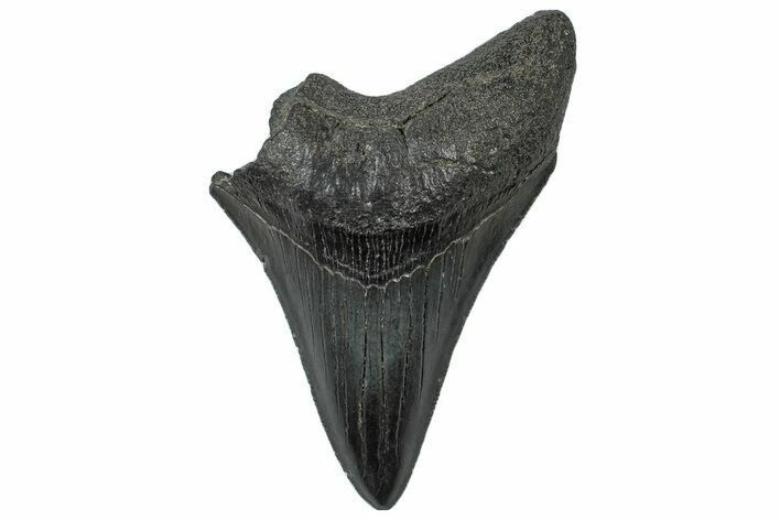 Partial, Fossil Megalodon Tooth - Serrated Edge #300141